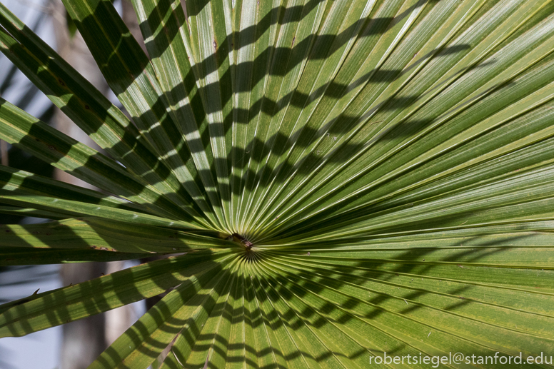 fan palm 